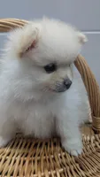 Ledy snow , a female Pomeranian for sale in Sacramento, CA – 5 of 5