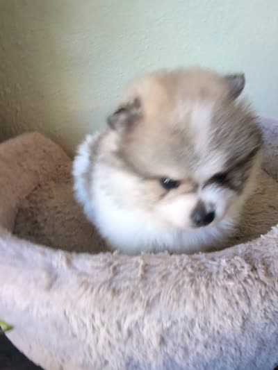 Sandy , a female Pomeranian for sale in Sacramento, CA – 4 of 4