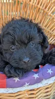 Onyx , a male Pomapoo for sale in Sacramento, CA – 2 of 4