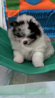 Silver, a female Pomeranian for sale in Sacramento, CA – 3 of 3
