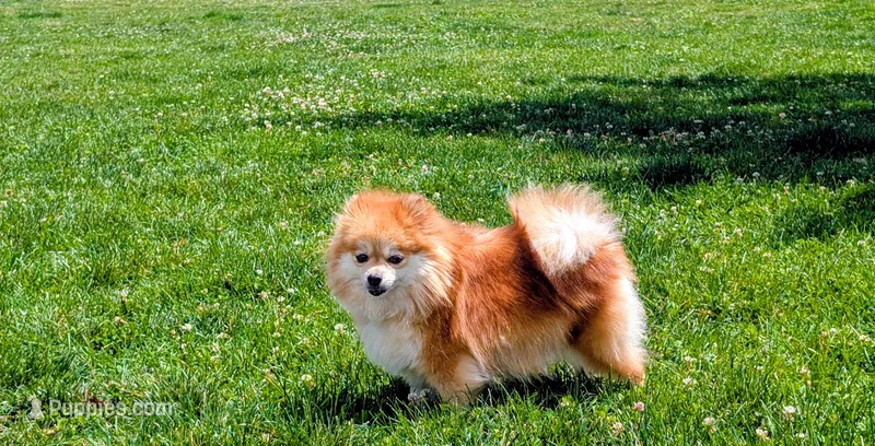 Lila – Pomeranian puppy for sale in Sacramento, CA