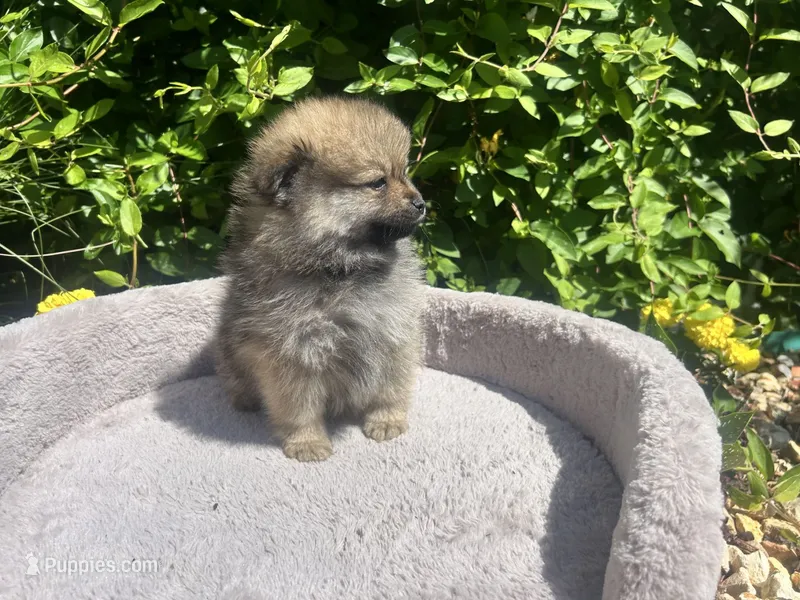 Lion – Pomeranian puppy for sale in Sacramento, CA