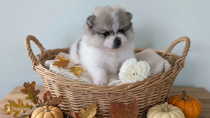 Sandy  – Pomeranian puppy for sale in Sacramento, CA