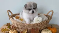 Sandy , a female Pomeranian for sale in Sacramento, CA – 1 of 4