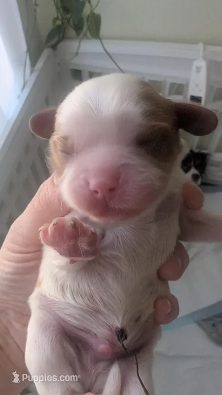 Marley , a female Cavalier King Charles Spaniel for sale in Sacramento, CA – Photo 1 of 1