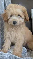 Orion , a male Pomapoo for sale in Sacramento, CA – 6 of 8