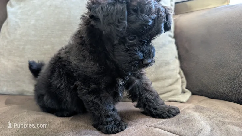 Onyx  – Pomapoo puppy for sale in Sacramento, CA