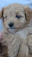 Oda, a female Pomapoo for sale in Sacramento, CA – 1 of 1