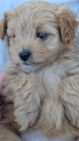 Oda, a female Pomapoo for sale in Sacramento, CA – 2 of 2