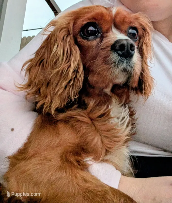 Sharla , a female Cavalier King Charles Spaniel for sale in Sacramento, CA – Photo 1 of 1