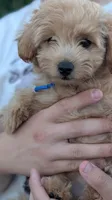 Orion , a male Pomapoo and Poodle - Toy  for sale in Sacramento, CA – 4 of 5