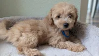 Orion , a male Pomapoo for sale in Sacramento, CA – 4 of 8