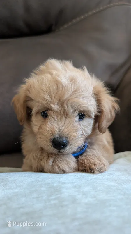 Olive  – Pomapoo, Poodle - Toy  puppy for sale in Sacramento, CA