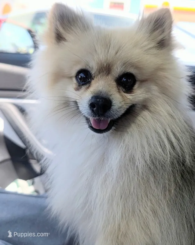 Rocket – Pomeranian puppy for sale in Sacramento, CA