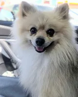 Rocket, a male Pomeranian for sale in Sacramento, CA – 1 of 4