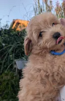 Orion , a male Pomapoo for sale in Sacramento, CA – 3 of 8