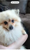 Rocket, a male Pomeranian for sale in Sacramento, CA – 4 of 4