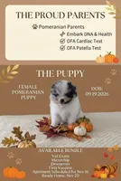 Silver, a female Pomeranian for sale in Sacramento, CA – 2 of 3