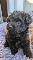 Onyx , a male Pomapoo for sale in Sacramento, CA – 4 of 4