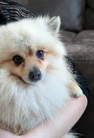 Rocket, a male Pomeranian for sale in Sacramento, CA – 4 of 4