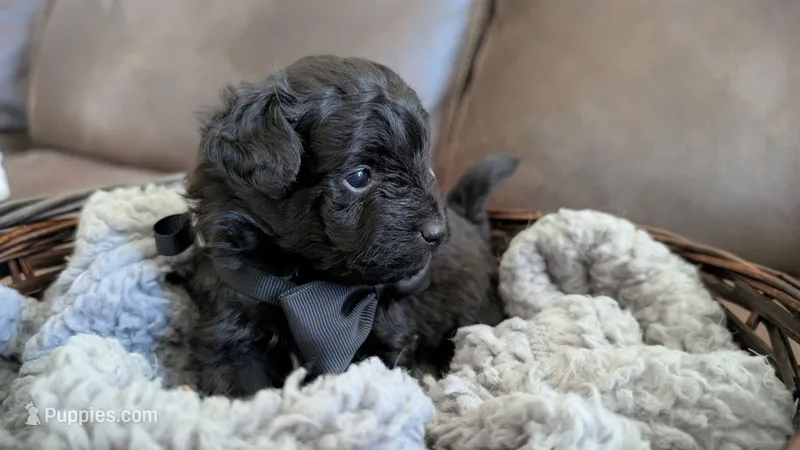 Onyx – Pomapoo puppy for sale in Sacramento, CA