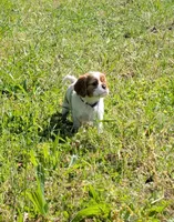Marley , a male Cavalier King Charles Spaniel for sale in Sacramento, CA – 5 of 5