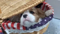 Marley , a male Cavalier King Charles Spaniel for sale in Sacramento, CA – 4 of 5