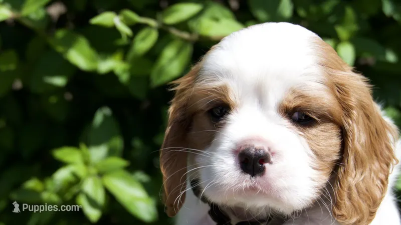 Marley  – Cavalier King Charles Spaniel puppy for sale in Sacramento, CA