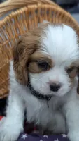Marley , a male Cavalier King Charles Spaniel for sale in Sacramento, CA – 3 of 5