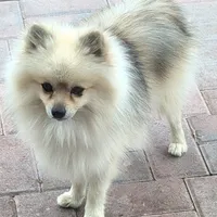 Rocket, a male Pomeranian for sale in Sacramento, CA – Photo 1 of 2