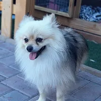 Rocket, a male Pomeranian for sale in Sacramento, CA – Photo 2 of 2