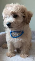 Orion , a male Pomapoo for sale in Sacramento, CA – 8 of 8