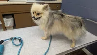 Rocket, a male Pomeranian for sale in Sacramento, CA – 3 of 4