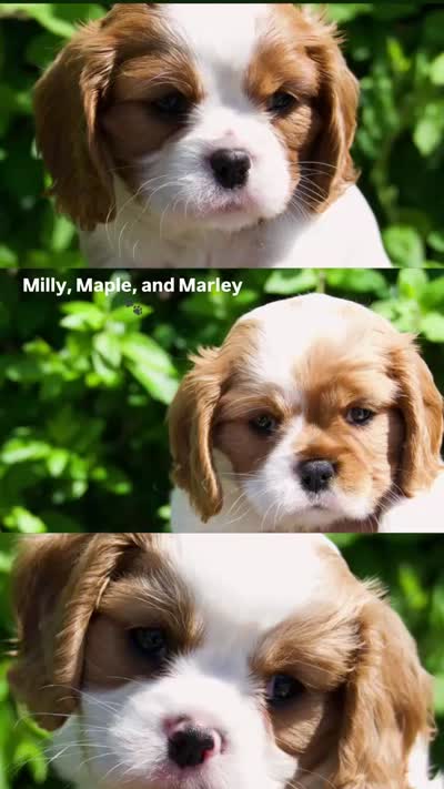Maple , a female Cavalier King Charles Spaniel for sale in Sacramento, CA – 3 of 3