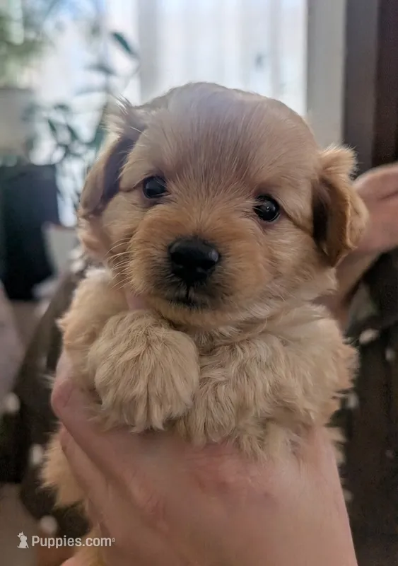 Olive  – Pomapoo puppy for sale in Sacramento, CA
