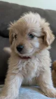 Olive , a male Pomapoo and Poodle - Toy  for sale in Sacramento, CA – 2 of 2