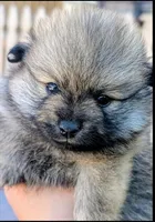 Liese , a female Pomeranian for sale in Sacramento, CA – 2 of 3