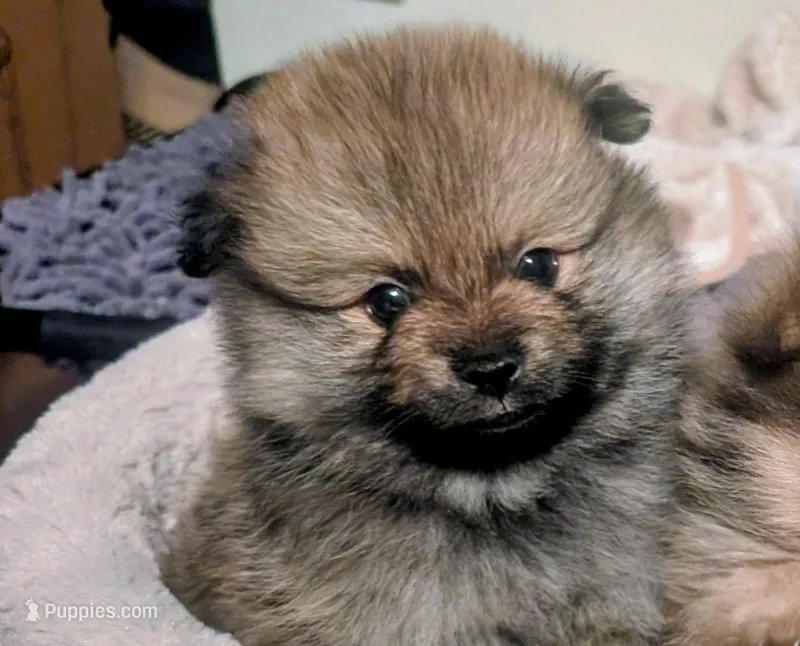 Liese  – Pomeranian puppy for sale in Sacramento, CA