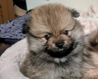 Liese , a female Pomeranian for sale in Sacramento, CA – 1 of 3
