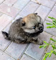 Liese , a female Pomeranian for sale in Sacramento, CA – 3 of 3
