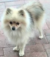 Rocket, a male Pomeranian for sale in Sacramento, CA – 2 of 4