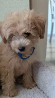 Orion , a male Pomapoo for sale in Sacramento, CA – 5 of 8