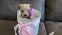 Oda, a female Pomapoo for sale in Sacramento, CA – 1 of 1