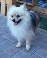 Rocket, a male Pomeranian for sale in Sacramento, CA – 2 of 4