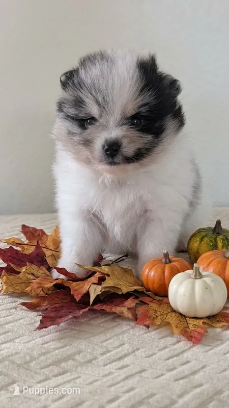 Silver – Pomeranian puppy for sale in Sacramento, CA