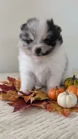 Silver, a female Pomeranian for sale in Sacramento, CA – 1 of 3