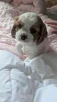 Maple , a female Cavalier King Charles Spaniel for sale in Sacramento, CA – 2 of 3