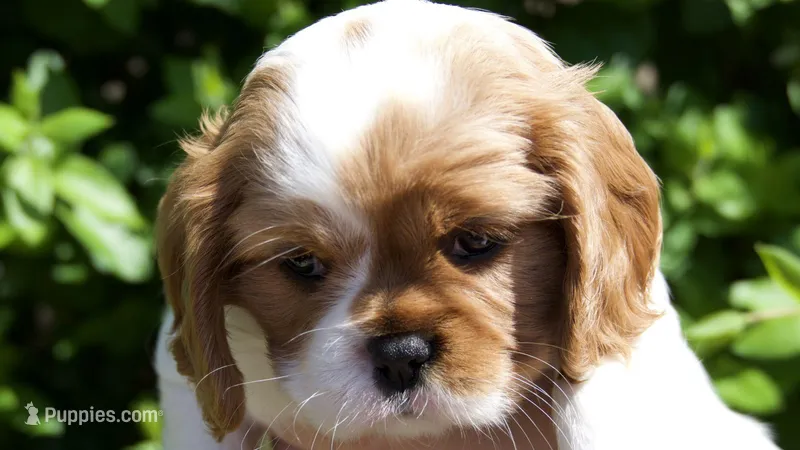 Maple  – Cavalier King Charles Spaniel puppy for sale in Sacramento, CA