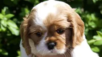 Maple , a female Cavalier King Charles Spaniel for sale in Sacramento, CA – 1 of 3