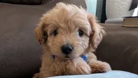 Orion , a male Pomapoo and Poodle - Toy  for sale in Sacramento, CA – 2 of 3